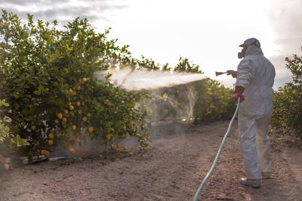 Best Exterminator Services  in Collinsvle, IL