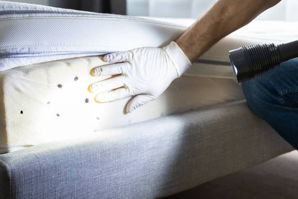 Best Emergency Pest Control  in Collinsvle, IL