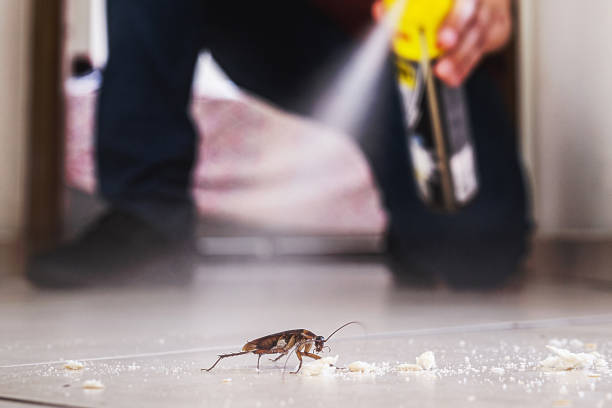 Best Rodent Control Near Me  in Collinsvle, IL