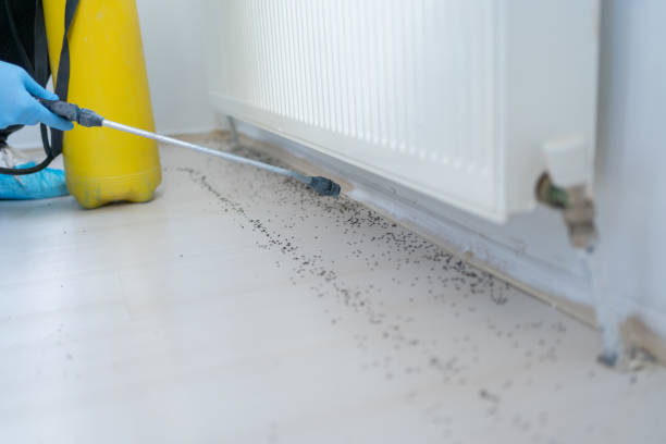 Best Affordable Pest Control Services  in Collinsvle, IL
